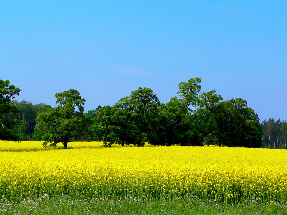 field of canola, the the plant used for rapeseed wax